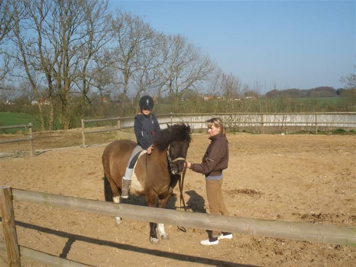 Islænder Geysir f Løkkegaard•Geyler• billede 9