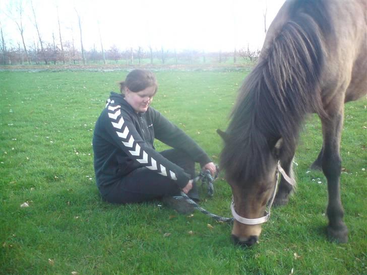 Islænder Kveikja  billede 5