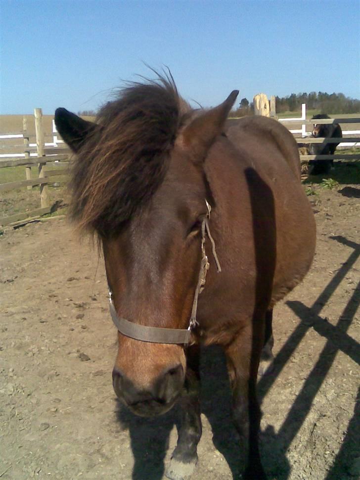 Islænder Náttfreyja f. Dyssemosen - Himmelhest billede 17