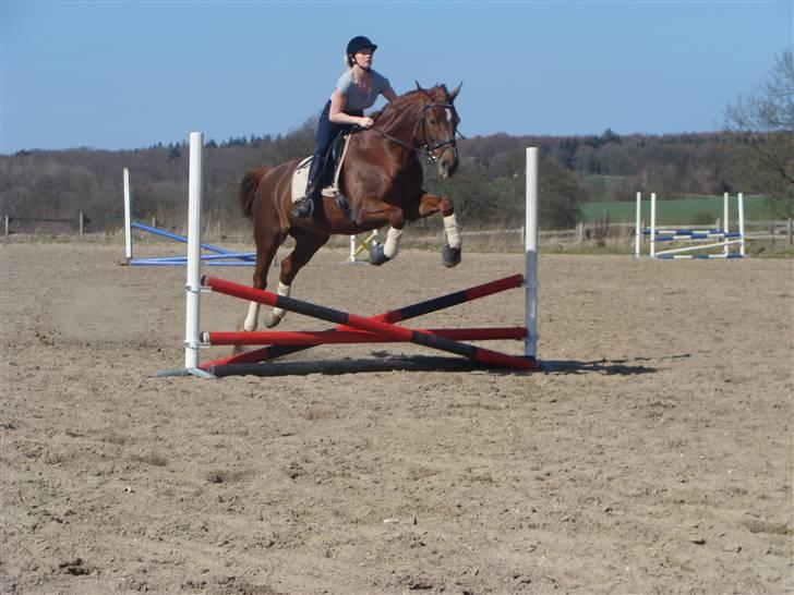 Dansk Varmblod {Rositta <3} SOLGT - - Springning (: billede 8