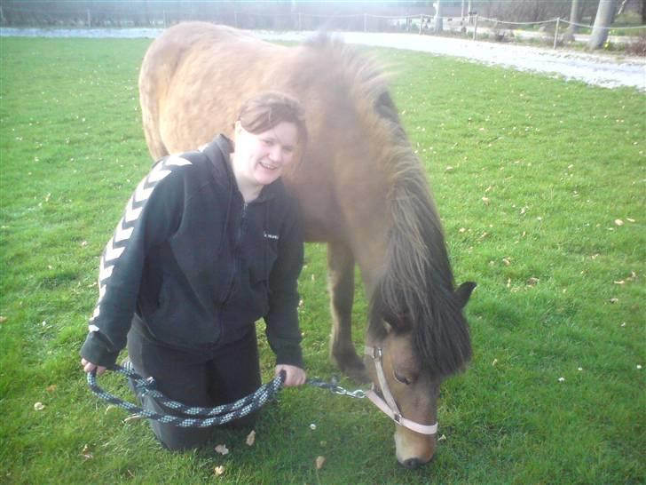 Islænder Kveikja  billede 7