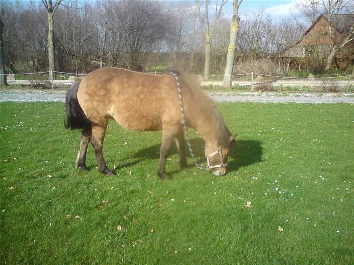 Islænder Kveikja  billede 8