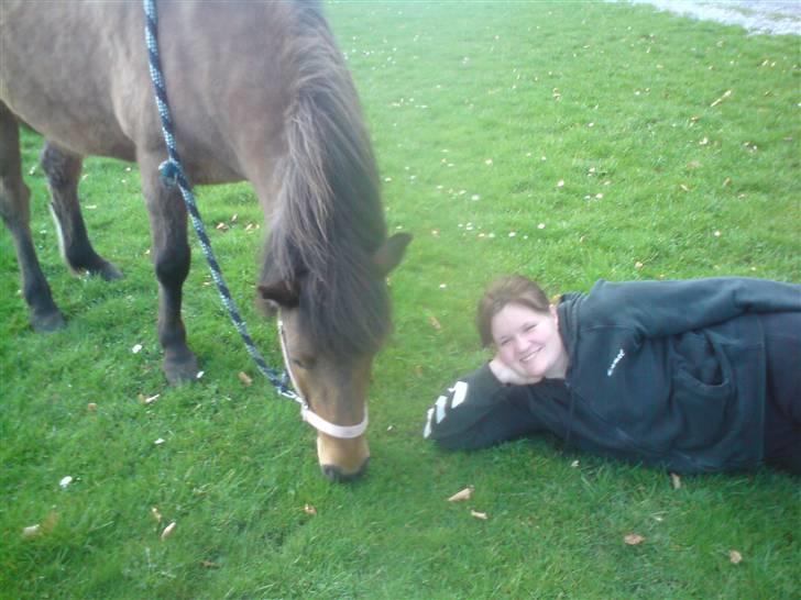 Islænder Kveikja  billede 9