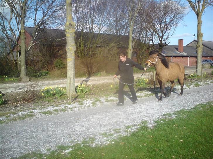 Islænder Kveikja  - I trav billede 10