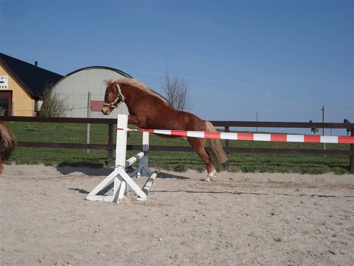 Anden særlig race Marquis - d. 10/4-09 - Marquis løsspringer ;) billede 18