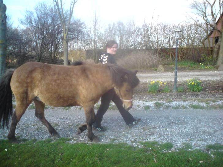 Islænder Kveikja  billede 11