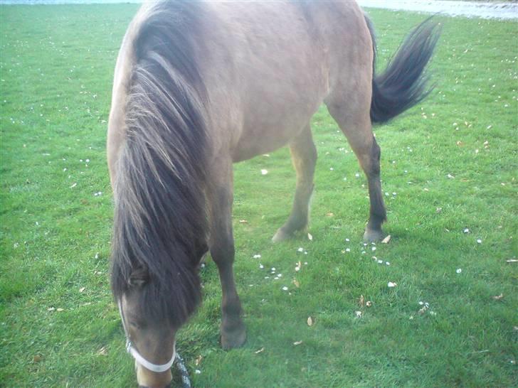 Islænder Kveikja  - Synes det er et rigtig godt billede, det viser bare hvor nem den lille hest er  billede 12