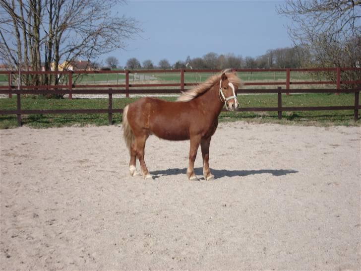 Anden særlig race Marquis billede 19