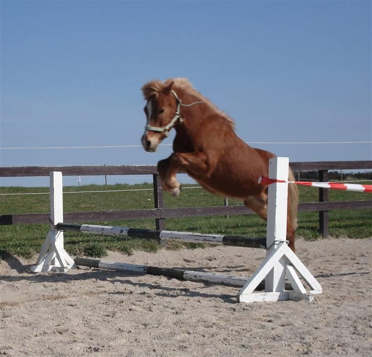 Anden særlig race Marquis billede 20