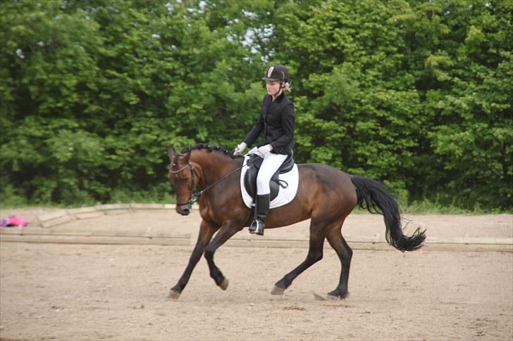 Anden særlig race Bonnie  - I en dejlig galop i LB2.. Foto : CSJ  billede 12