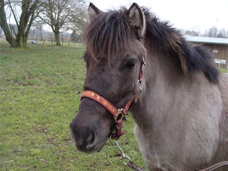 Shetlænder Musse  <3 ( Passer) - Musse: Klar? 1-2-3 DULLE xD billede 8