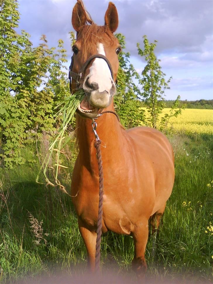 Anden særlig race Damgårdens Gricel *himmelhest - hehe min lille giraf ;) brattensborg 09 billede 5