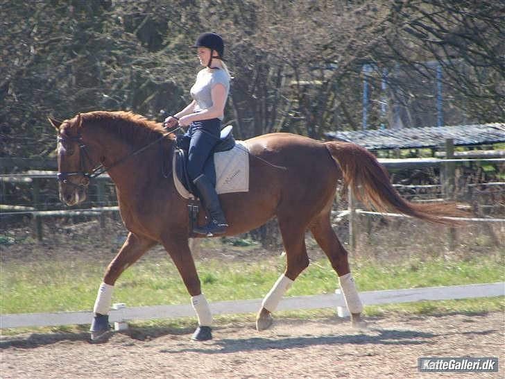 Dansk Varmblod {Rositta <3} SOLGT - - Træning Juli 09 :) billede 16