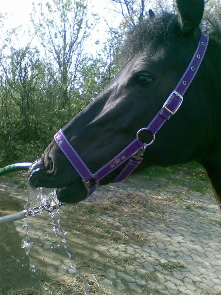 Anden særlig race Luna  - numbing the pain for a while will make it worse when you finally feel it - Albus Dumbledore <3  billede 3