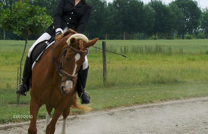 Anden særlig race Damgårdens Gricel *himmelhest - åstrup rideklub 2010 juli billede 12