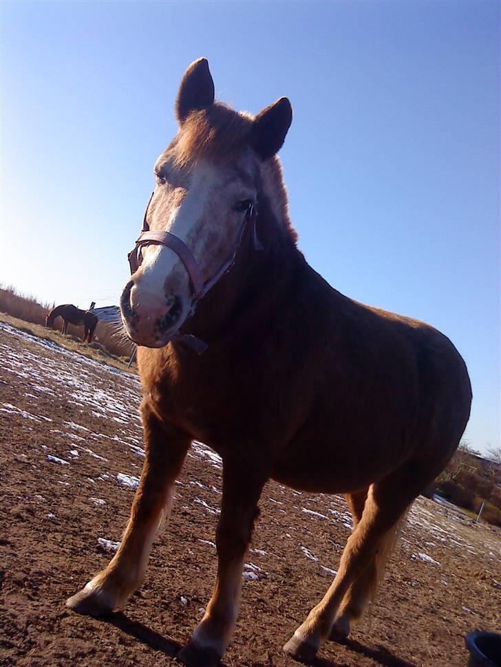 Anden særlig race lone<3 R.I.P. - savner dig min pony billede 2