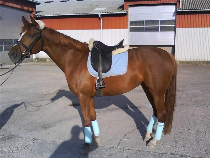 Dansk Varmblod  Butterfly  - SOLGT billede 16