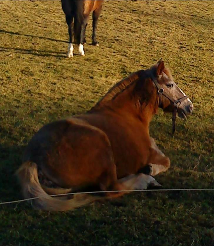 Anden særlig race lone<3 R.I.P. - du er så smuk<3 billede 3