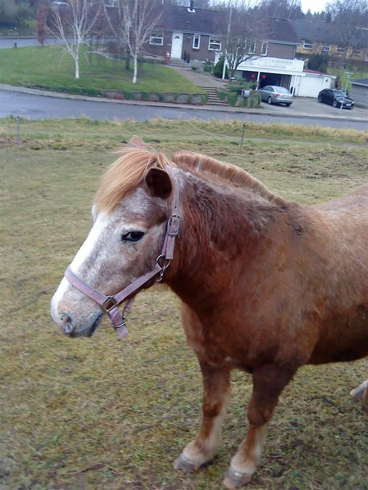 Anden særlig race lone<3 R.I.P. - verdens sødeste pony<3 billede 4
