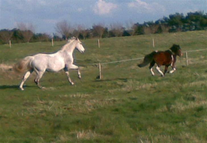 Anden særlig race Magnus billede 13