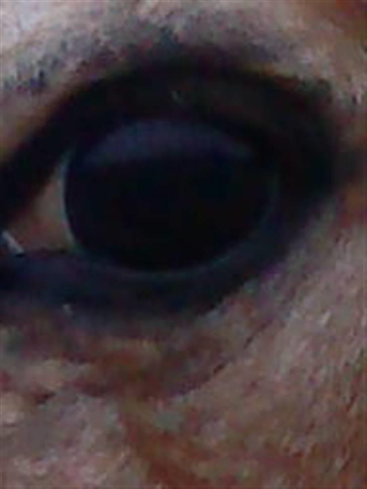 Anden særlig race lone<3 R.I.P. - det øje jeg altid vil huske<3 billede 5