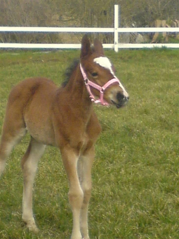 Anden særlig race Eclipse of the Moon SOLGT billede 12
