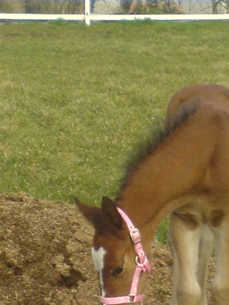 Anden særlig race Eclipse of the Moon SOLGT billede 13