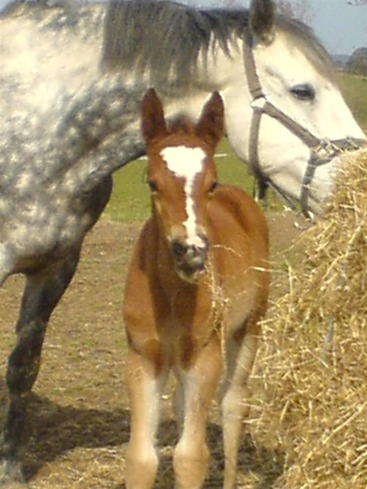 Anden særlig race Eclipse of the Moon SOLGT billede 14
