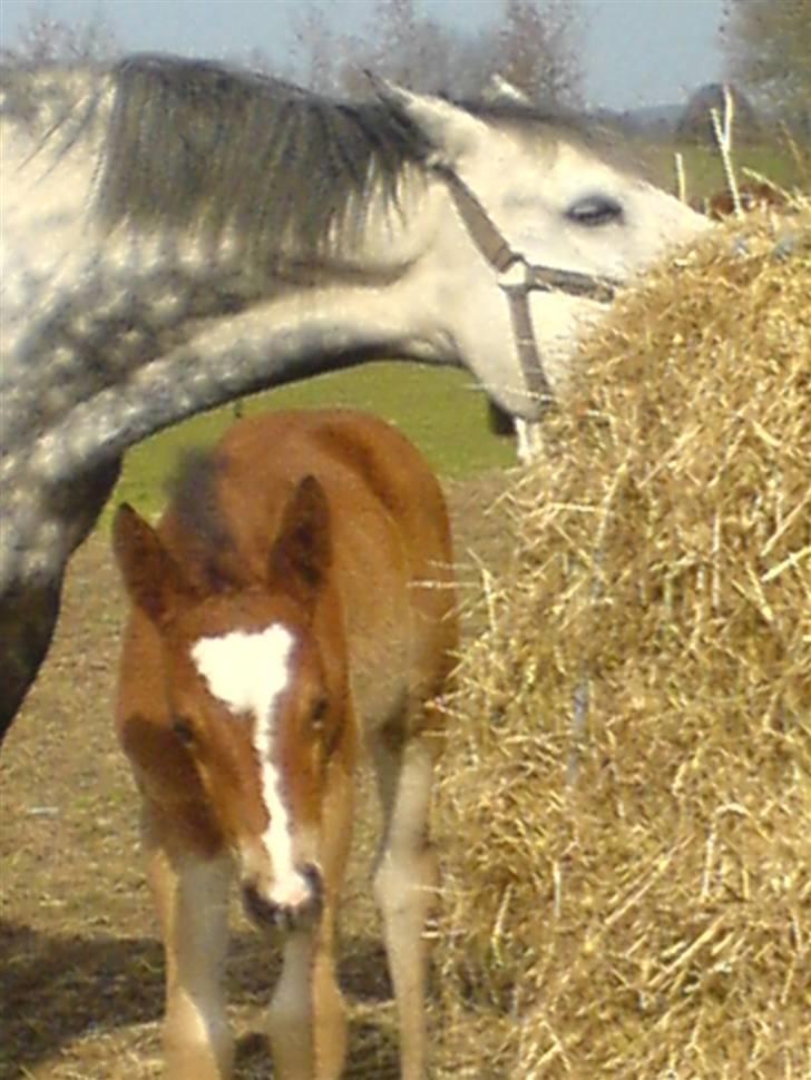Anden særlig race Eclipse of the Moon SOLGT billede 17