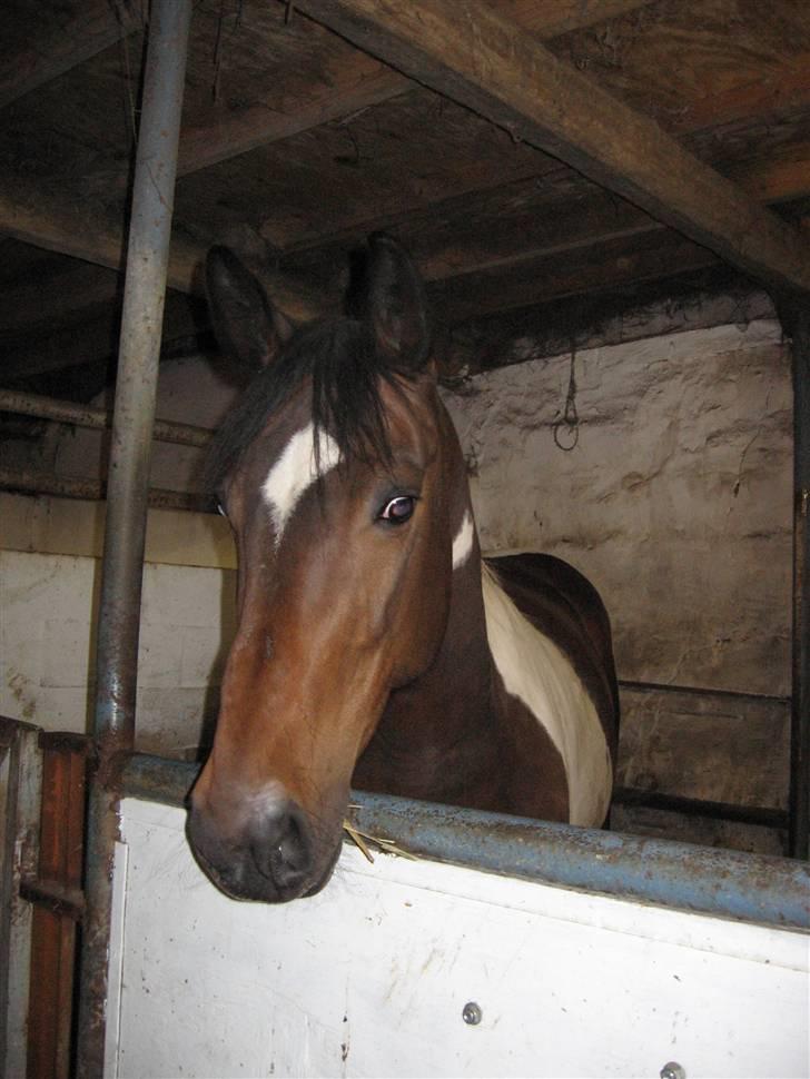 Pinto Arina R.I.P. 10/12 2009 - Er jeg ik lækker!!! billede 10