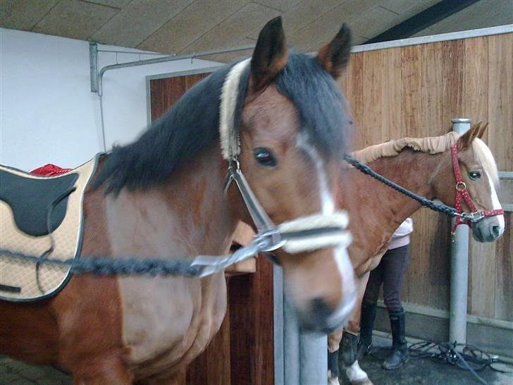 Anden særlig race  Jumping Jack 22(død) billede 13