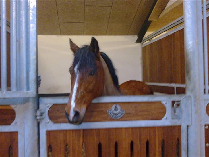 Anden særlig race  Jumping Jack 22(død) billede 16