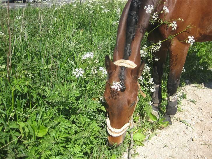 Anden særlig race Penelope <3 (mors) - Fine Penny<3 Foto: Min mor billede 4