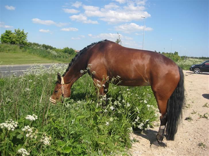 Anden særlig race Penelope <3 (mors) - Se :D Penny kan selv stå xD foto: Min mor billede 5