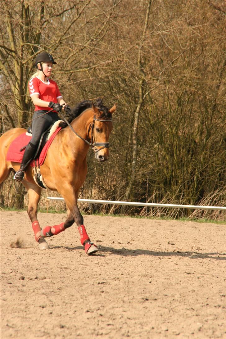 Anden særlig race Prince Charming billede 10