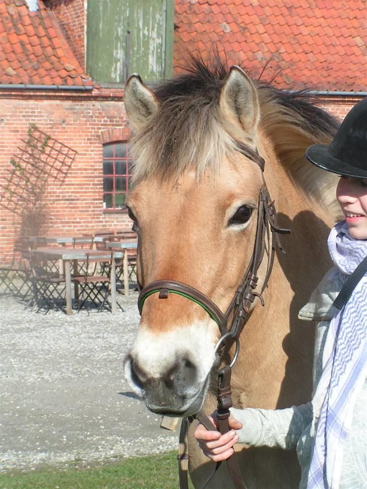 Fjordhest Sif - Smukke Sif 10/4-09 billede 1