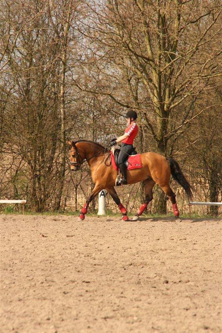 Anden særlig race Prince Charming billede 11