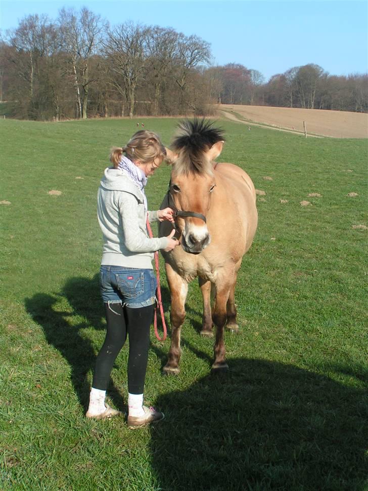 Fjordhest Sif - Foldhygge. 10/4-09. billede 2