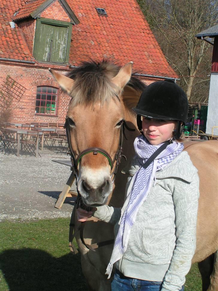 Fjordhest Sif - 10/4-09. billede 3