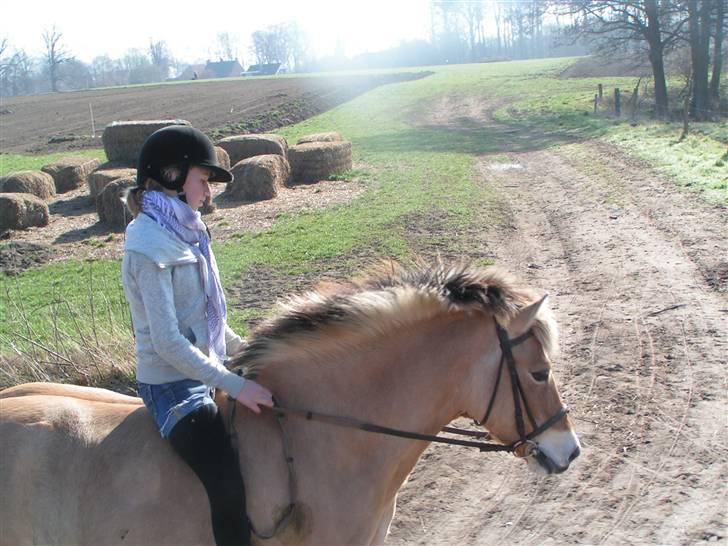 Fjordhest Sif - 10/4-09. billede 4