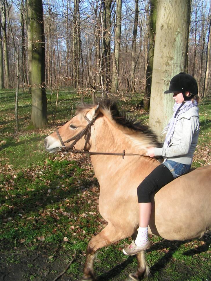 Fjordhest Sif - Sif "siffer" :b .. ikke supergodt billede overhovedet, men vi mangler ridebillleder ... billede 5