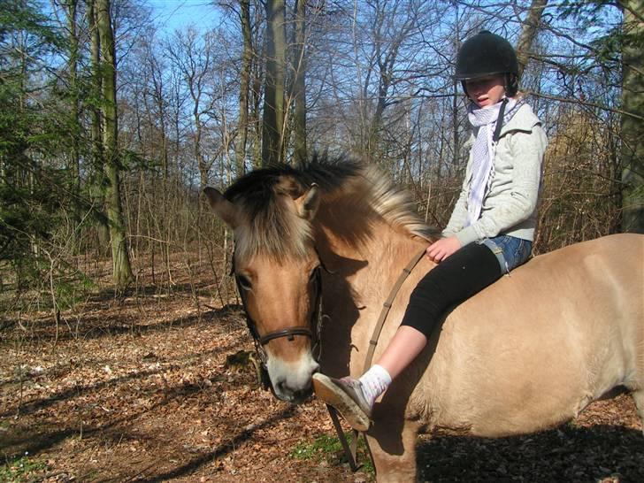 Fjordhest Sif - Snif snif - uhm ;D billede 6