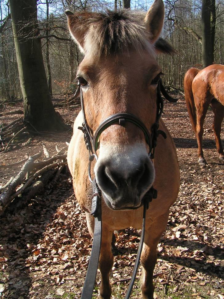 Fjordhest Sif - 10/4-09. billede 7