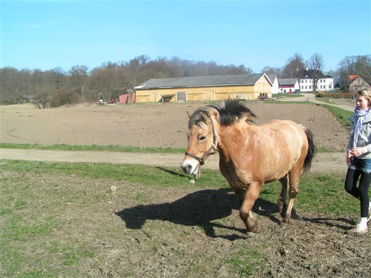 Fjordhest Sif - Galop på folden. 10/4-09. billede 8