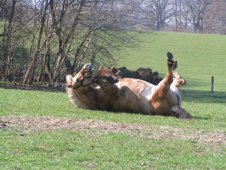 Fjordhest Sif - 10/4-09. billede 9