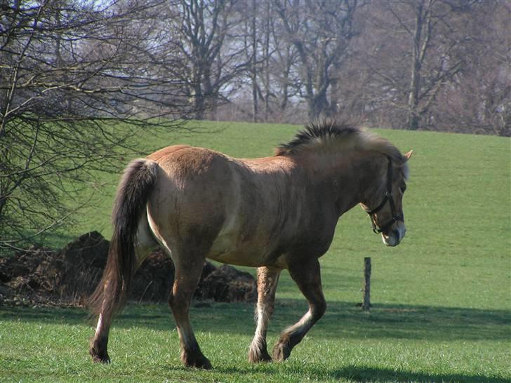 Fjordhest Sif - Og SÅ er man beskidt! ö billede 10