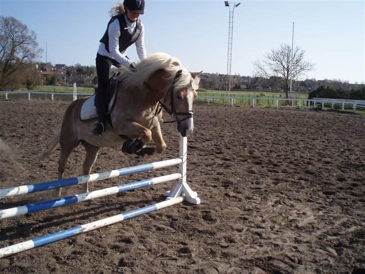 Haflinger Nissan *solgt* - Spring træning billede 16