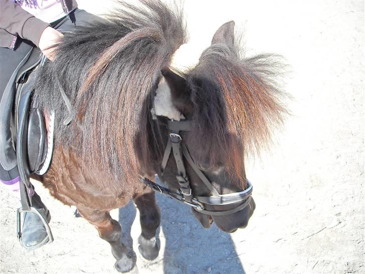 Shetlænder Eges Filur (Anton)  - min lille baby!!! billede 11