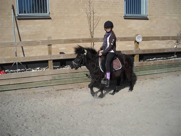 Shetlænder Eges Filur (Anton)  - dressur på banen!!! billede 12