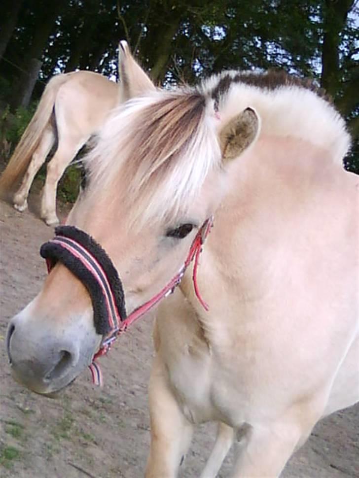 Fjordhest | Lykke  - lykke´skatten påe folden´ <3 foto: signemariasørensn. billede 11